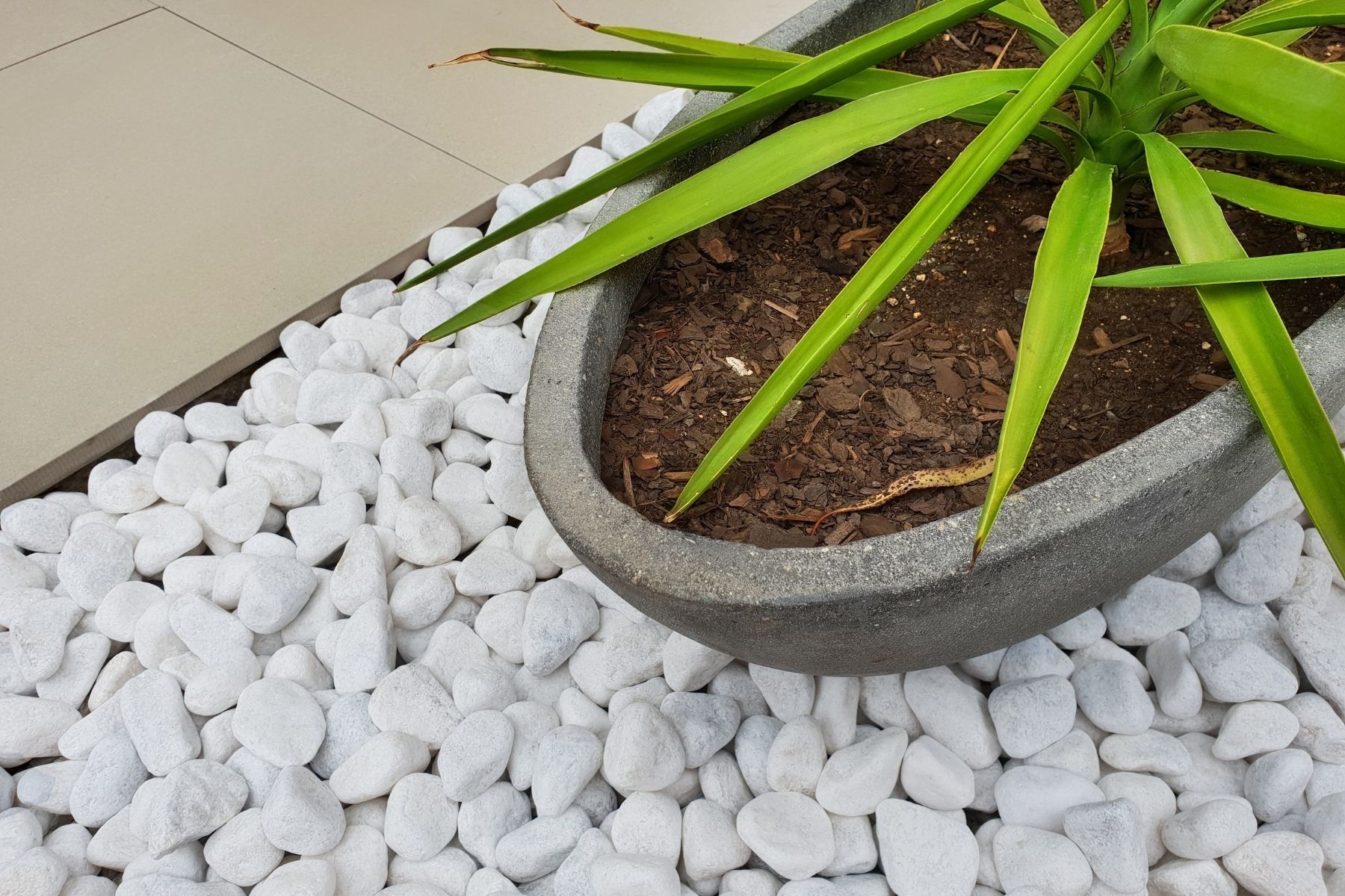 white pebbles under pot plant for garden decoration and drainage